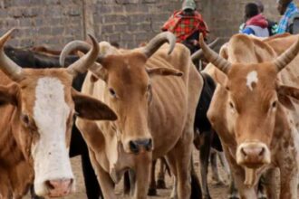 Les agriculteurs locaux et les experts du secteur restent divisés sur le calendrier et l’impact à long terme
