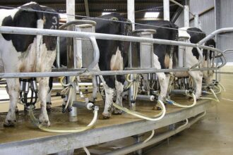 Valeur laitière Nigéria