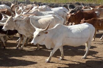 élevage de bovins au Nigéria