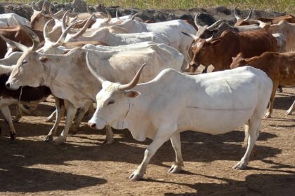 élevage de bovins au Nigéria