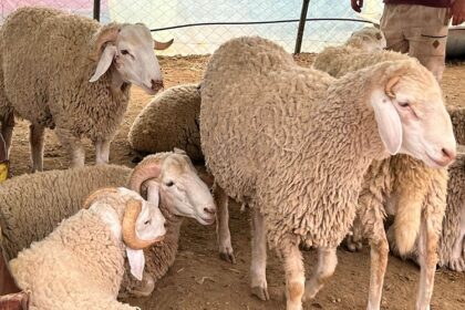 L’Algérie a signé un accord avec le Brésil pour l’importation d’ovins vivants afin de renforcer son cheptel. L’information a été rendue publique par un communiqué du Ministère brésilien de l'Agriculture et de l'Élevage le 19 août 2025.