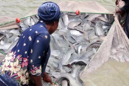 Nigéria/Enormes pertes pour des éleveurs de poissons-chats après des inondations soudaines