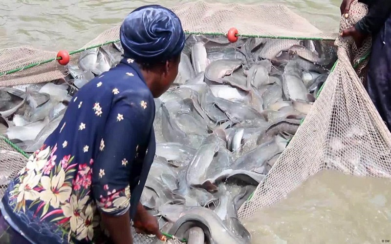Nigéria/Enormes pertes pour des éleveurs de poissons-chats après des inondations soudaines