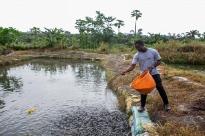 Aquaculture Nigéria