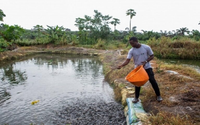 Aquaculture Nigéria