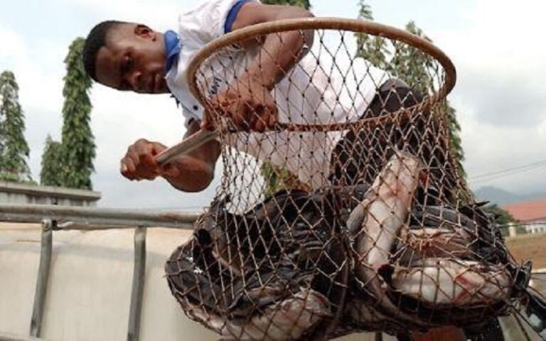 Filière aquacole Cameroun