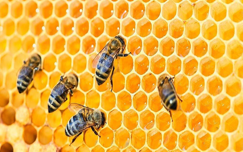 Lancement en Ethiopie de plusieurs initiatives axées sur l’apiculture, la production de bétail…