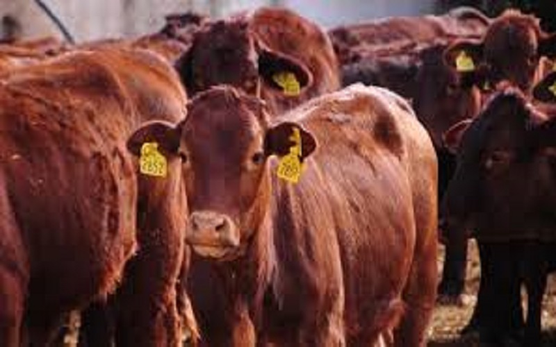 Importation bovins Maroc