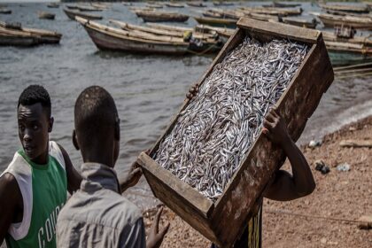 Une évaluation des stocks de poisson sur le lac Tanganyika pour conserver les ressources aquatiques