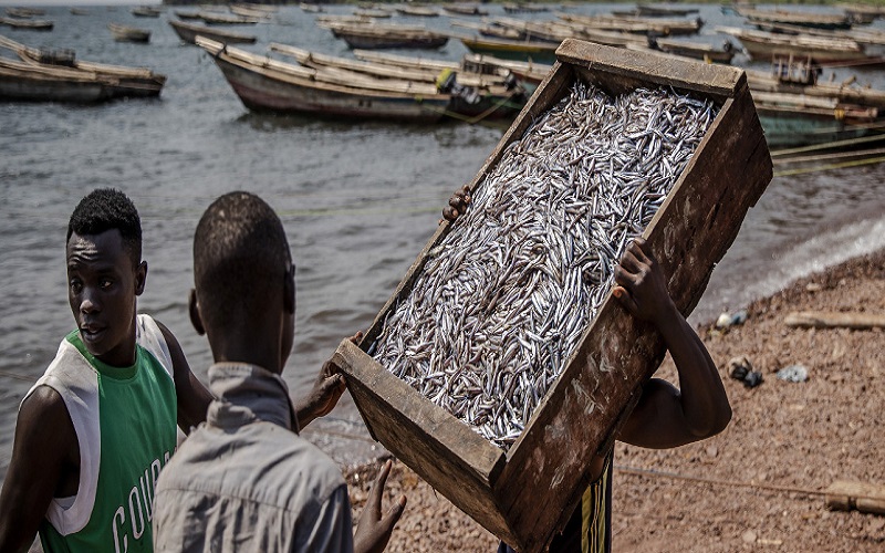 Une évaluation des stocks de poisson sur le lac Tanganyika pour conserver les ressources aquatiques