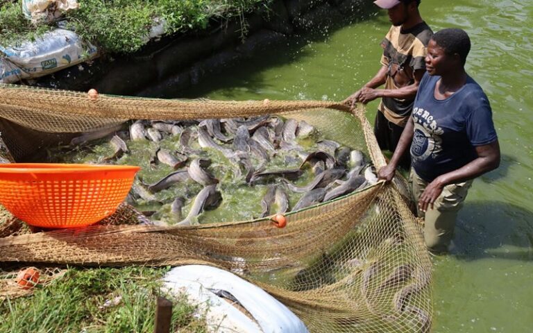 Poissons élevage Nigéria