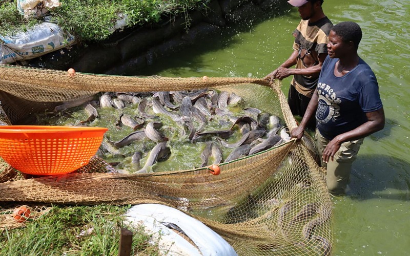 Poissons élevage Nigéria