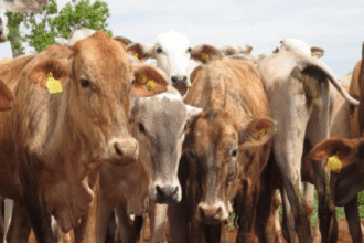 Résilience bétail Nigéria