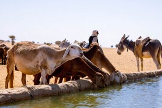 Sécurité alimentaire Soudan