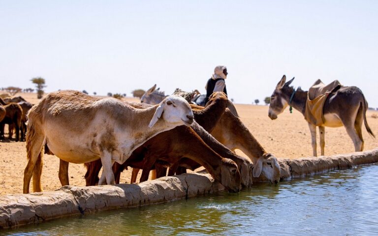 Sécurité alimentaire Soudan