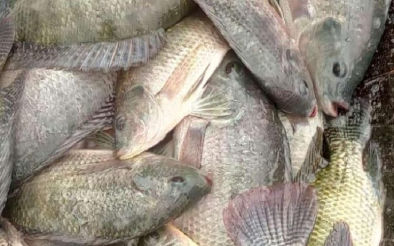 Un géant de l’agroalimentaire a lancé une nouvelle solution nutritionnelle pour augmenter la productivité du Tilapia. Nutripiscis Oxygen, permettra d’améliorer la santé et l'efficacité des poissons.