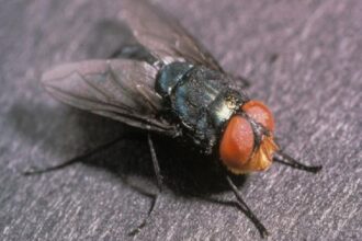 lucilie bouchère en Afrique