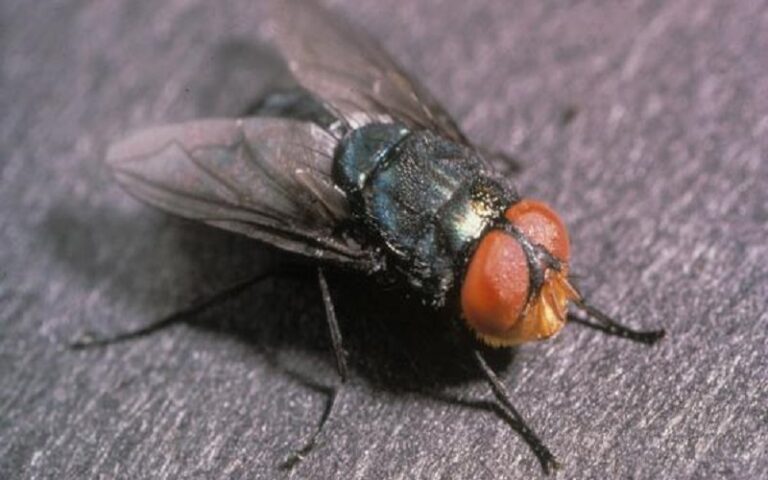 lucilie bouchère en Afrique