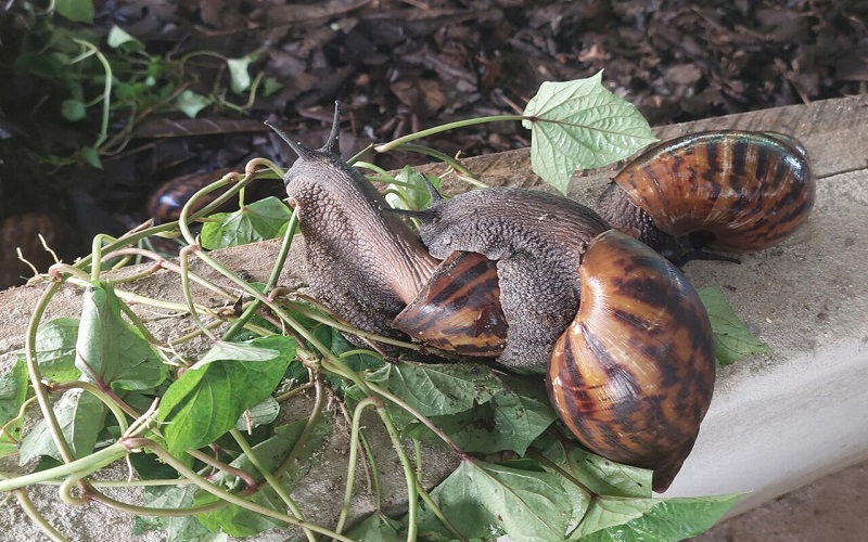 Une entreprise namibienne veut exporter des escargots vers l’Afrique du Sud et l’Union européenne