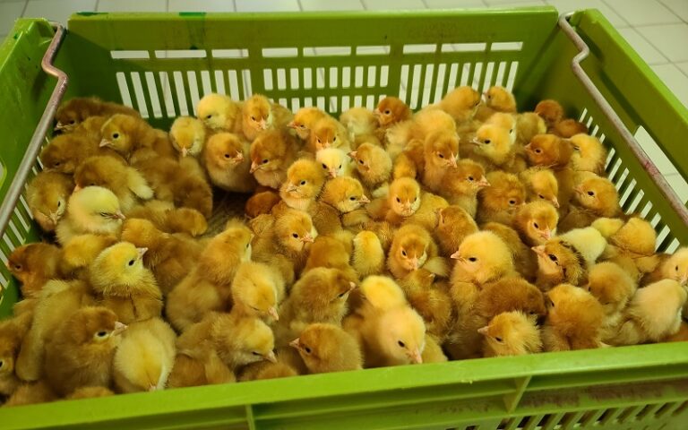 Aviculture au Burkina