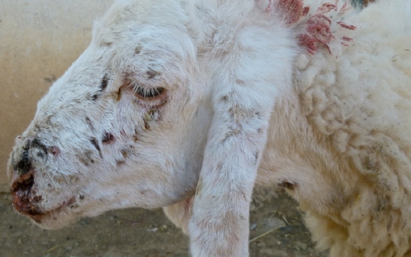 Clavelée Ovine et Caprine