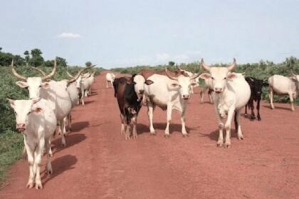 Commerce transfrontalier de bétail