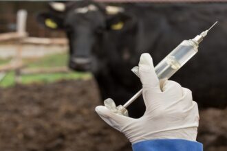 L’Afrique du Sud rencontre des difficultés dans le secteur de l'élevage en raison de la fièvre aphteuse.