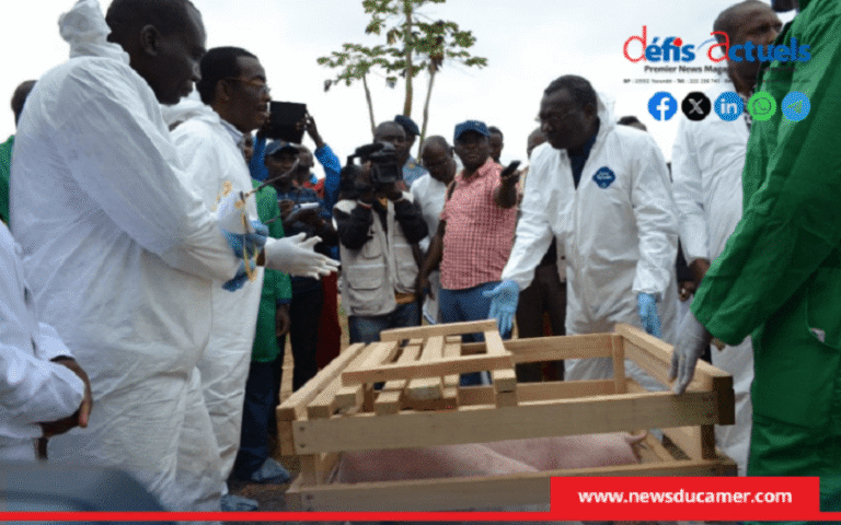 Filière porcine Cameroun