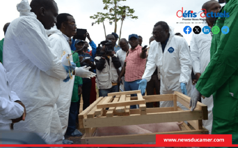 Filière porcine Cameroun