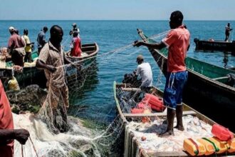 Les secteurs de la foresterie et de la pêche en Afrique du Sud apparaissent comme des moteurs clés du développement rural et côtier, selon le ministre de l'environnement du pays.