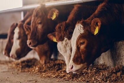 L’importation de bétail a coûté plus de 300 milliards de FCFA au Nigéria