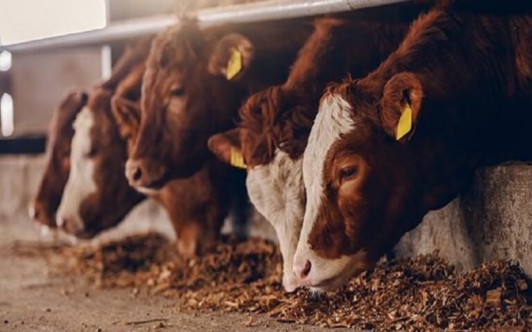 L’importation de bétail a coûté plus de 300 milliards de FCFA au Nigéria