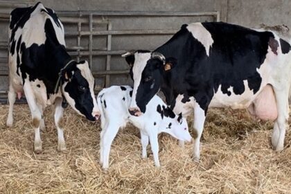 Production animale Niger