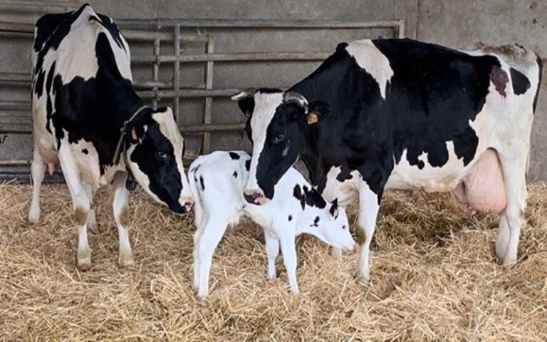 Production animale Niger