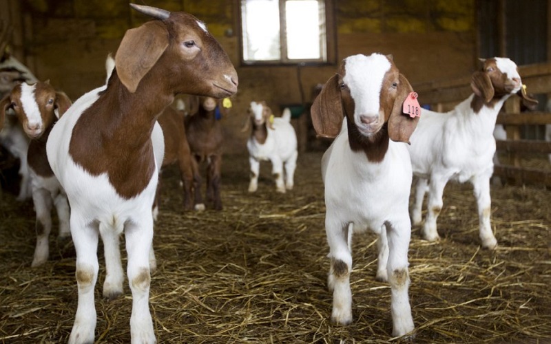 Production animale Zimbabwe