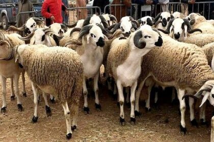 Reconstitution du cheptel Maroc