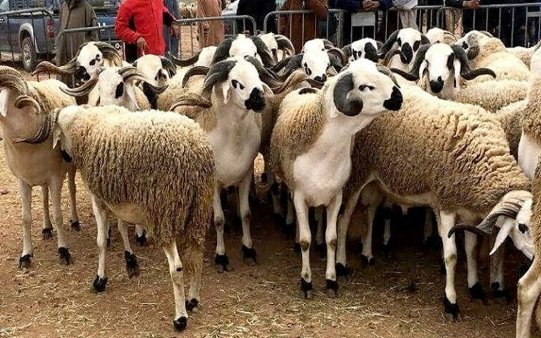 Reconstitution du cheptel Maroc