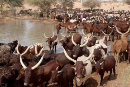 Sécurité alimentaire Nigéria