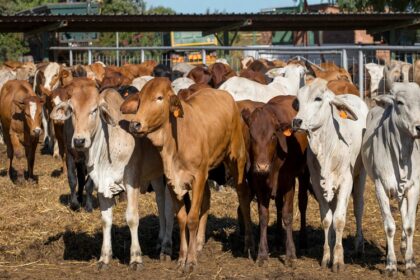 Sécurité alimentaire en Afrique