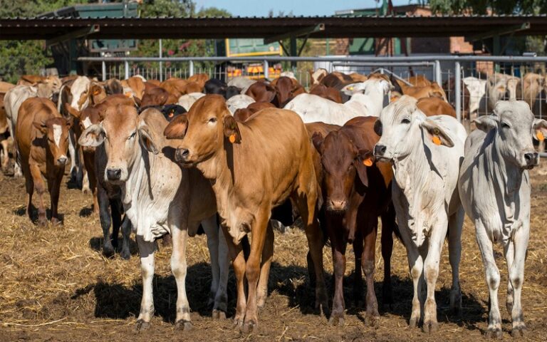 Sécurité alimentaire en Afrique