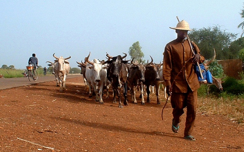 Transhumants Afrique de l’Ouest