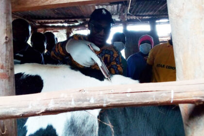 Un projet de plus de 9 millions de dollars pour lutter contre la fièvre de la vallée du Rift en Afrique.