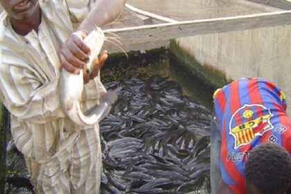 Le secteur aquacole du Nigéria produit environ 500 000 tonnes de poisson par an, selon WorldFish, une organisation non gouvernementale internationale.