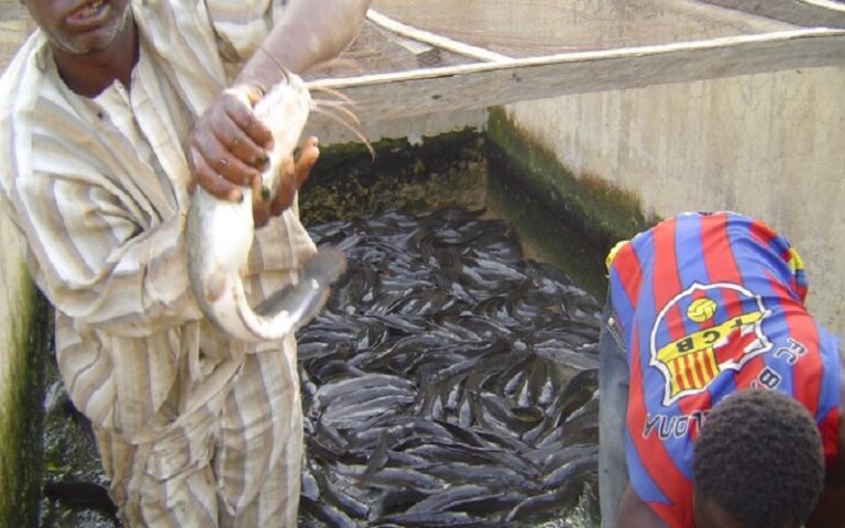 Le secteur aquacole du Nigéria produit environ 500 000 tonnes de poisson par an, selon WorldFish, une organisation non gouvernementale internationale.