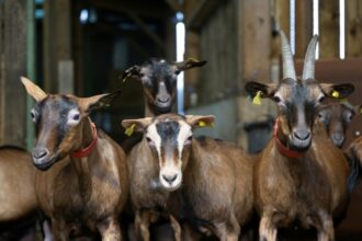 élevage de chèvres
