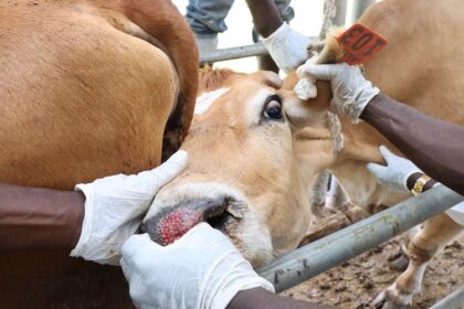 fièvre aphteuse Nigéria