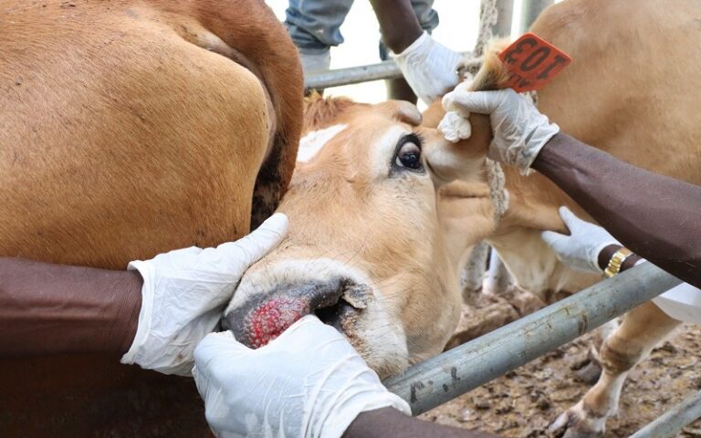 fièvre aphteuse Nigéria
