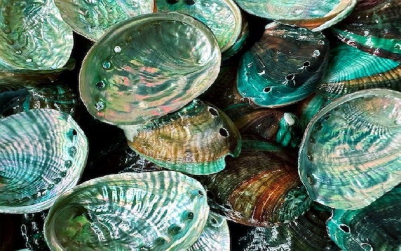 Les autorités sud-africaines ont pris des mesures afin de protéger l'ormeau, un mollusque marin très prisée et l'une des ressources marines les plus menacées du pays.