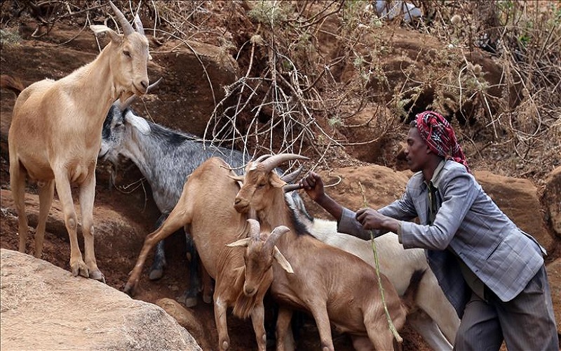 peste des petits ruminants