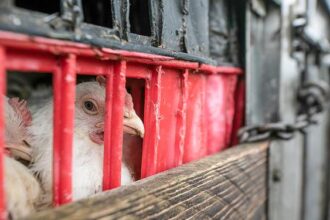 En somalie, l’Etat du Puntland a interdit récemment l’exportation de jeunes animaux, selon la presse locale. Cette mesure a été prise par le ministère de l'Élevage et du Développement des Pâturages, à cause de certains facteurs notamment de préoccupations concernant leur santé et leur qualité pendant le transport vers diverse parties du monde.